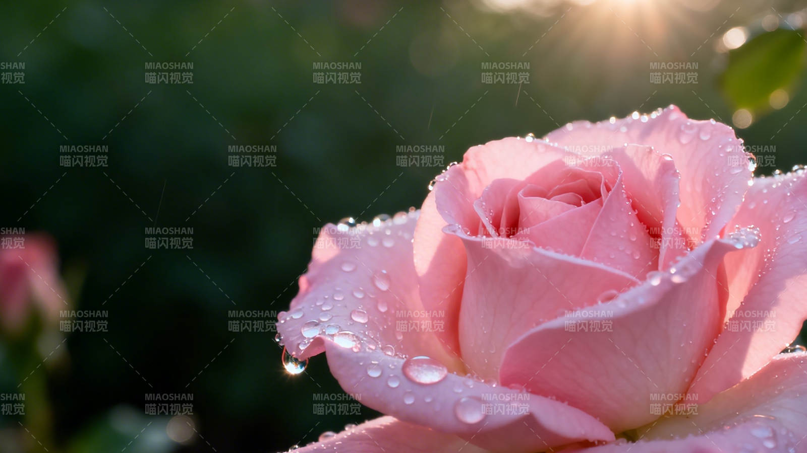 晨露粉玫瑰 阳光温柔吻图片
