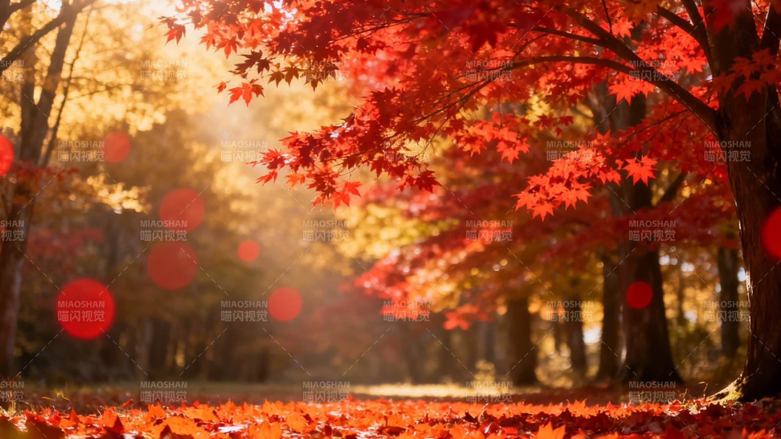 秋日红枫 暖阳铺径图片