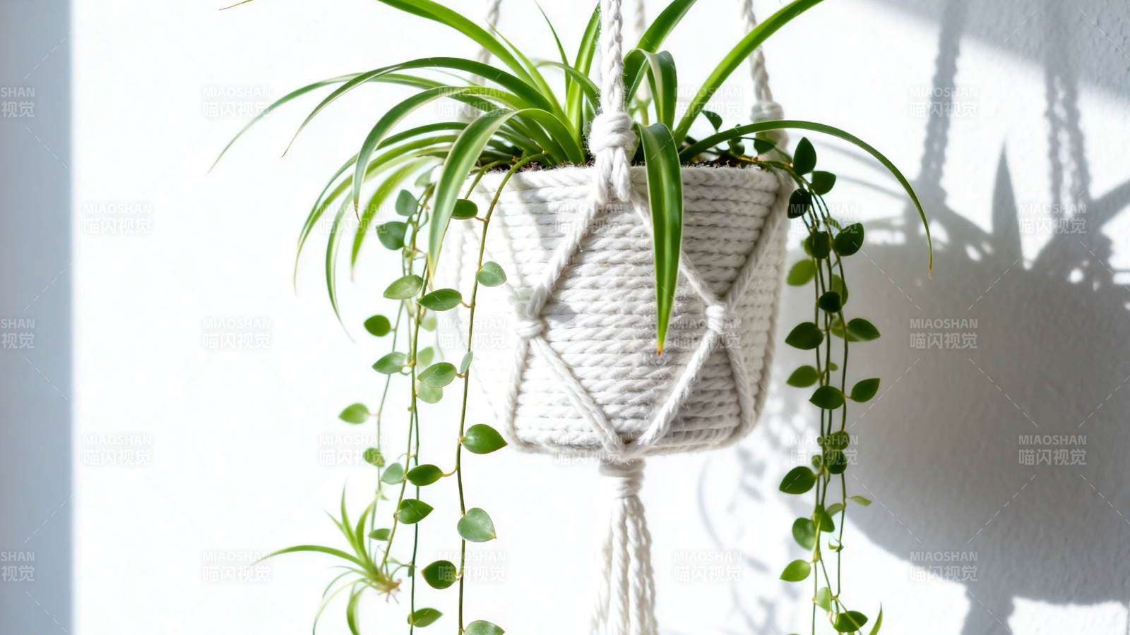 悬挂绿植 光影斑驳美图片