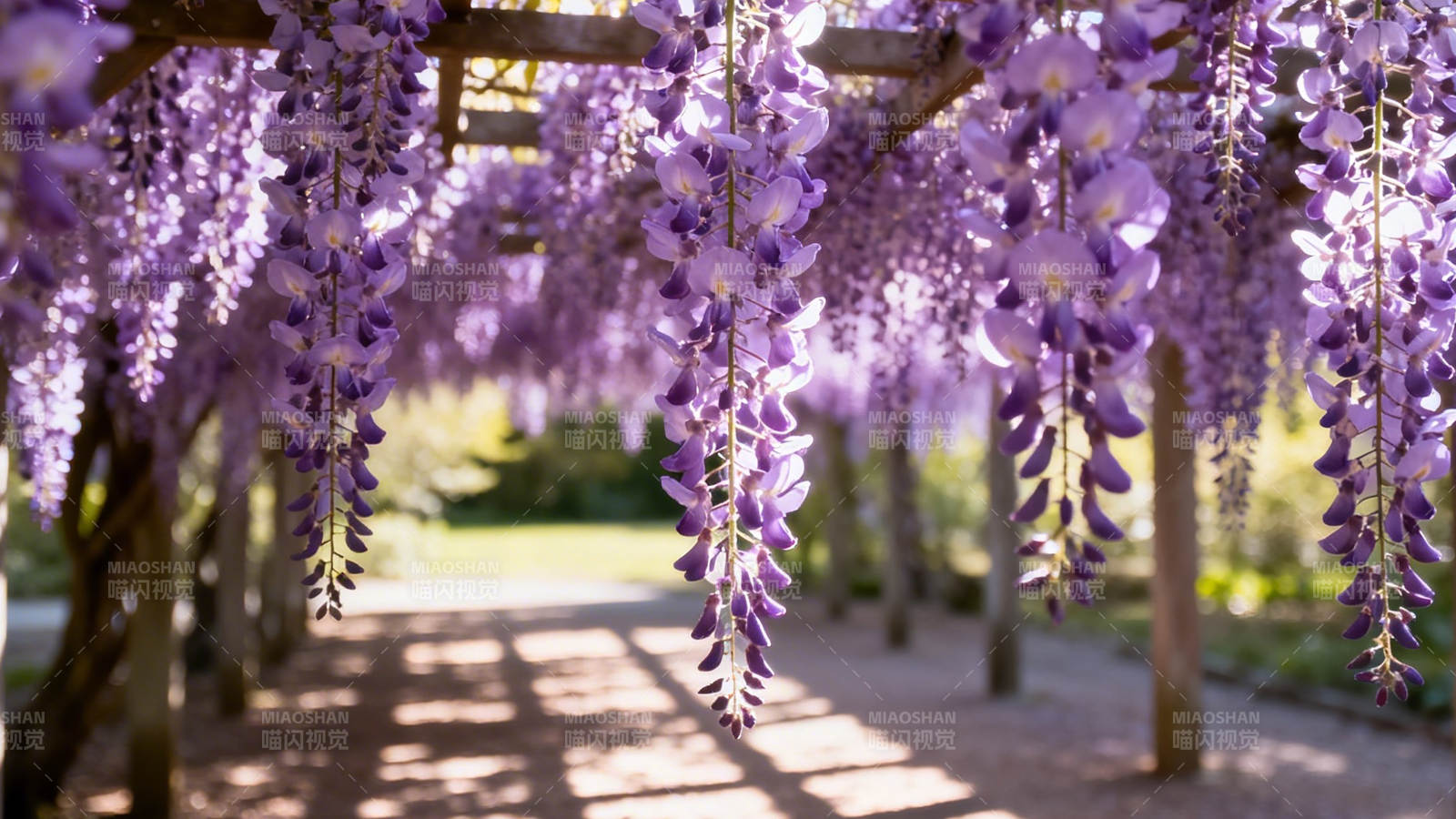 紫藤花廊 浪漫如梦图片