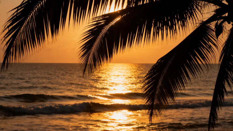 椰影夕阳 海天一色金辉图片
