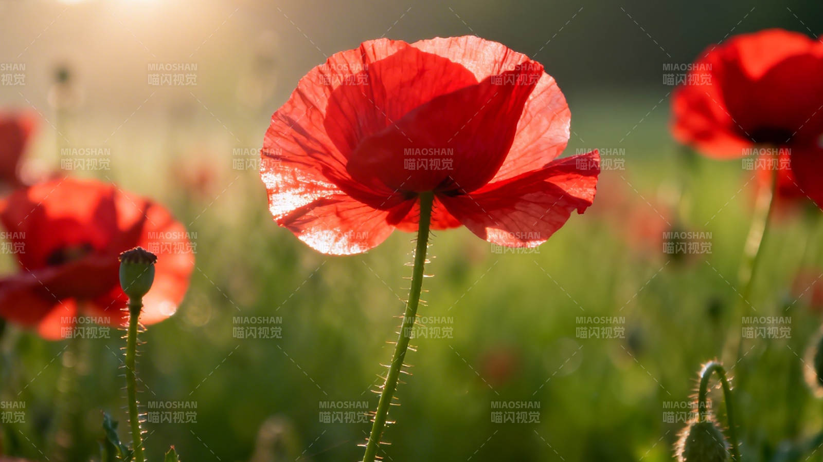 夕阳下的红罂粟花田图片