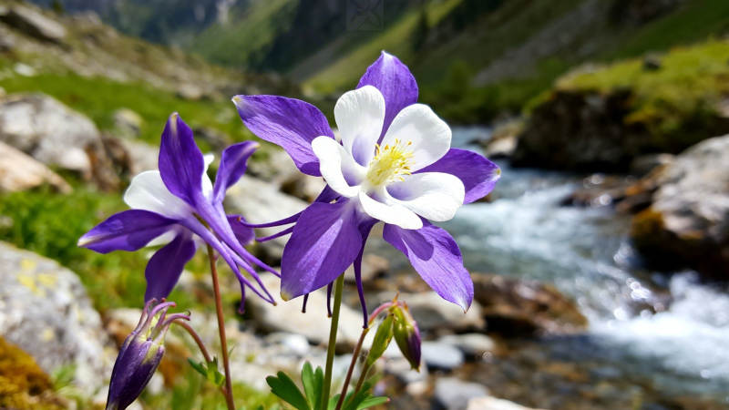 溪畔紫白耧斗菜绽放图片