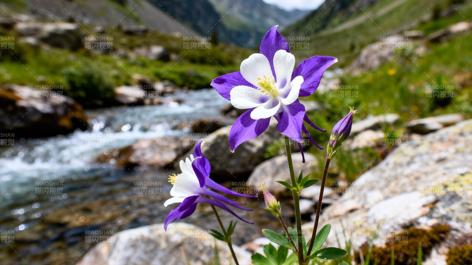 溪畔紫白耧斗菜绽放图片