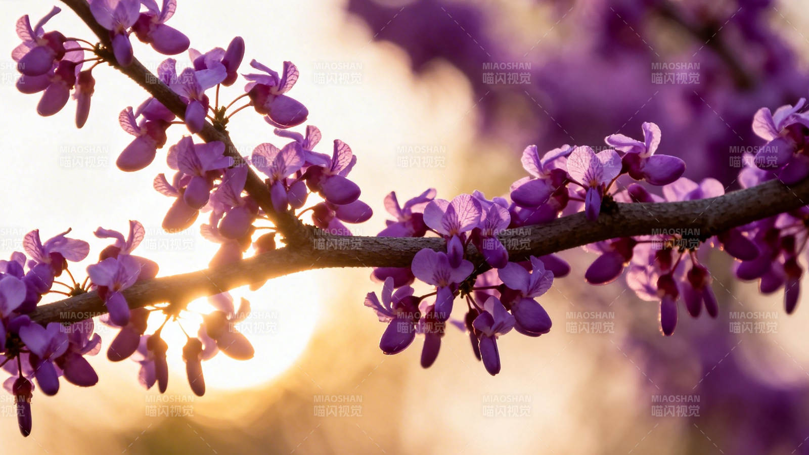 紫花迎晨光 枝头绽春意图片