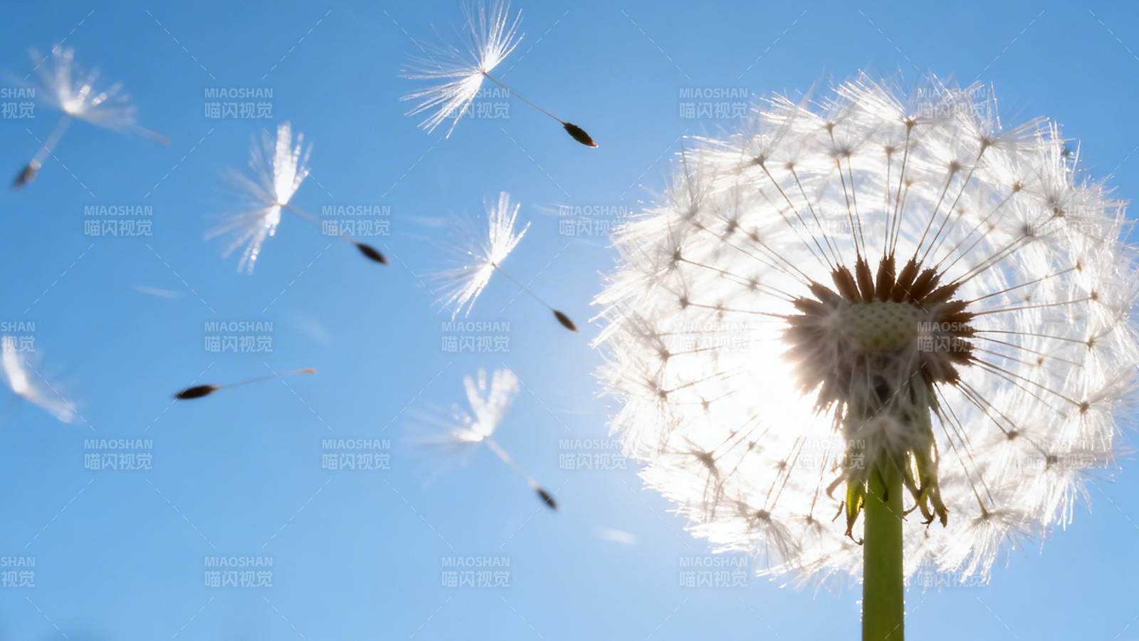 蒲公英随风飘散 梦起航图片