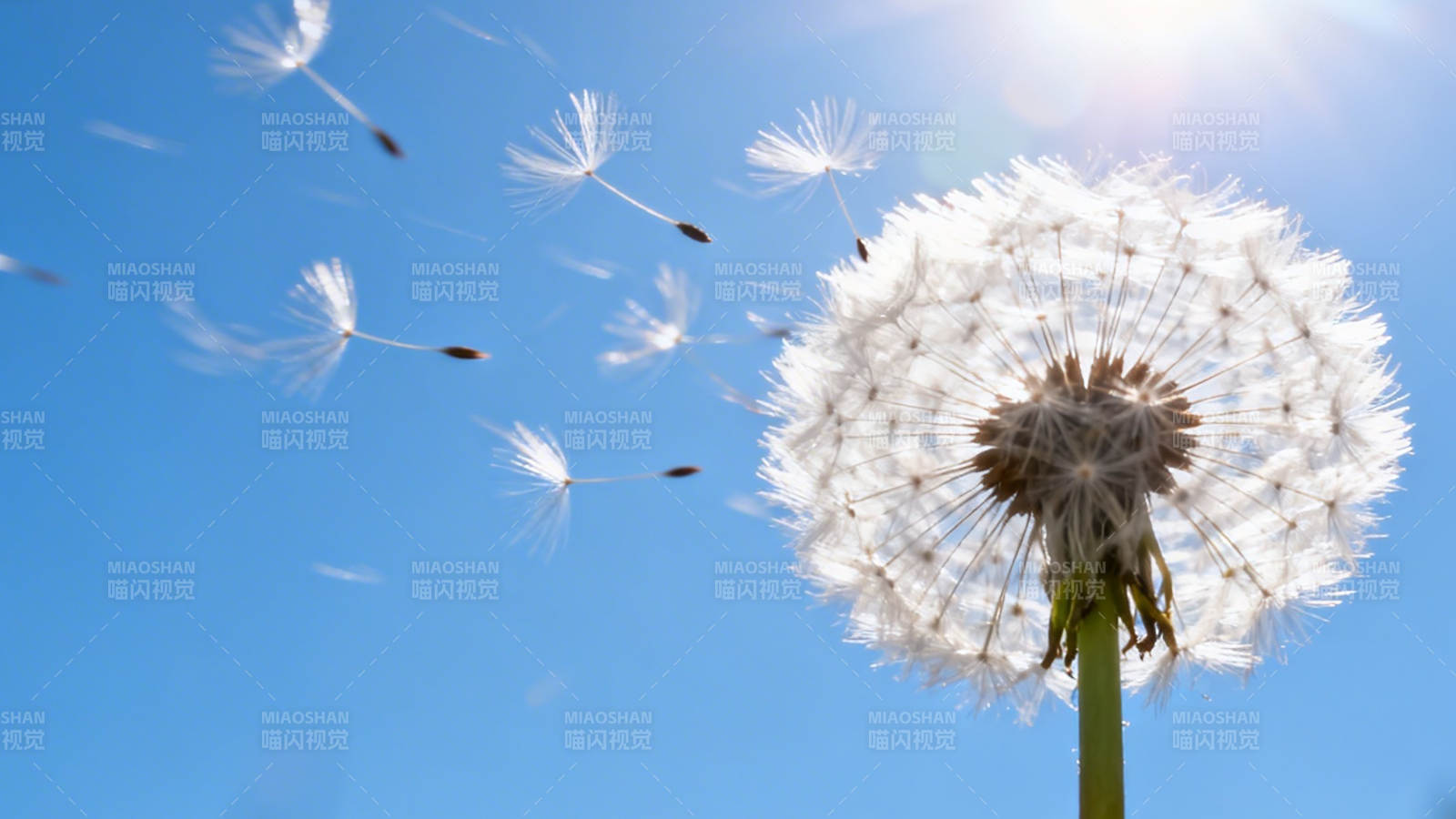 蒲公英随风飘散图片