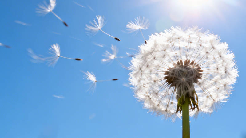 蒲公英随风飘散图片