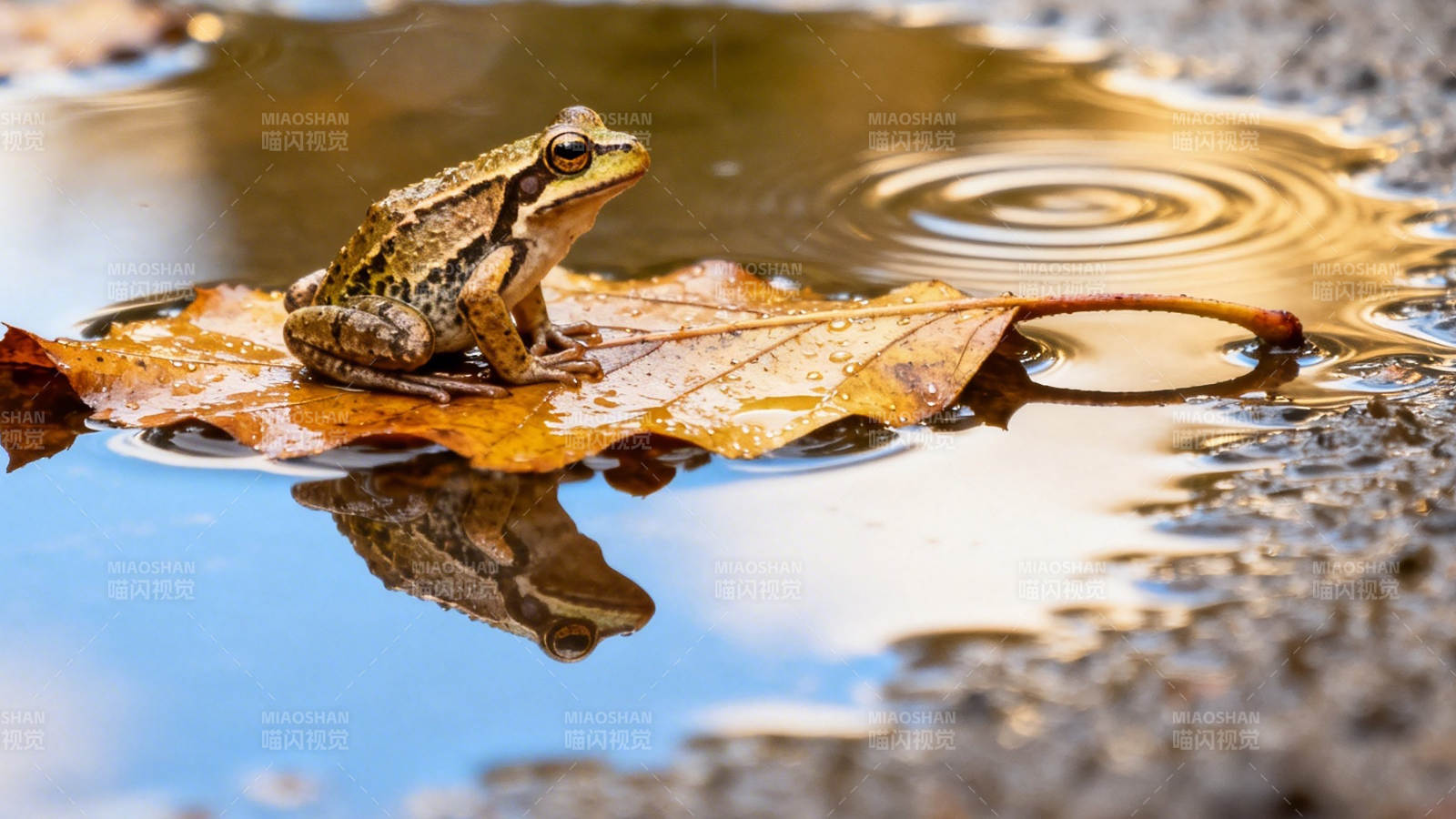 蛙坐落叶 水波轻漾图片