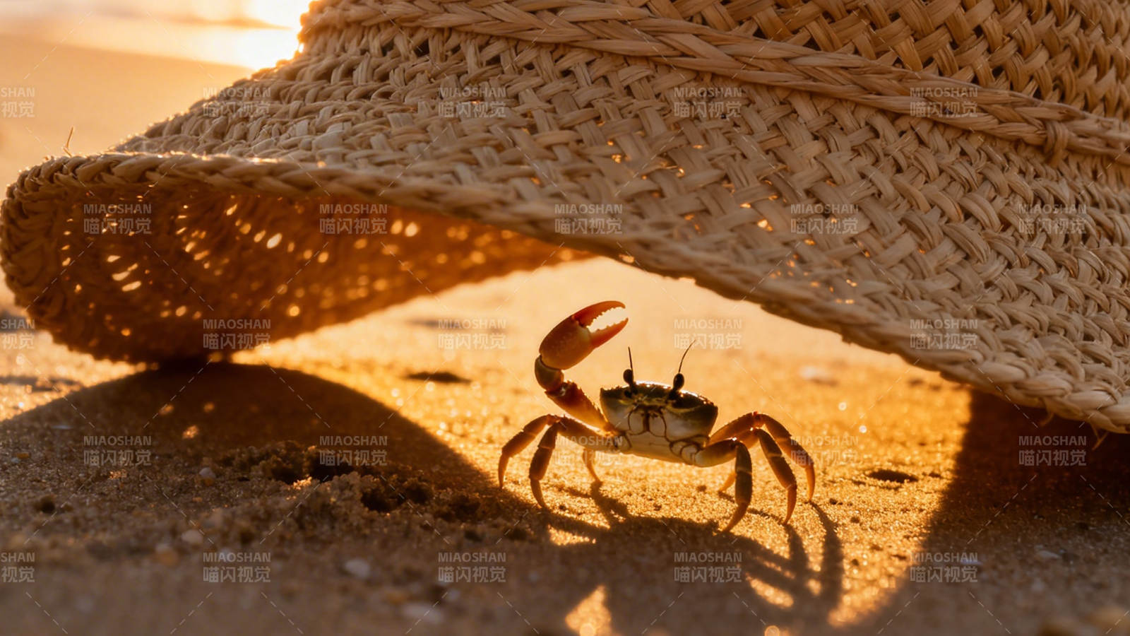 草帽下的小螃蟹图片