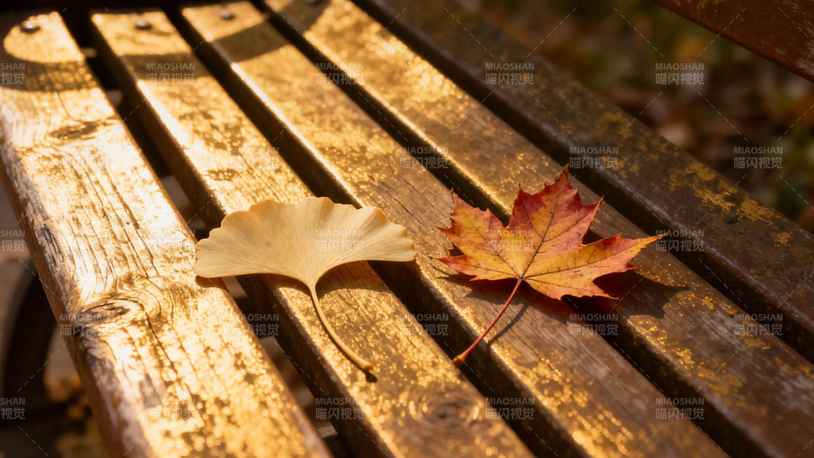秋叶静卧木椅 暖阳斜照图片