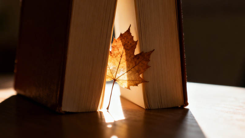 书页间秋叶 光影温柔时图片