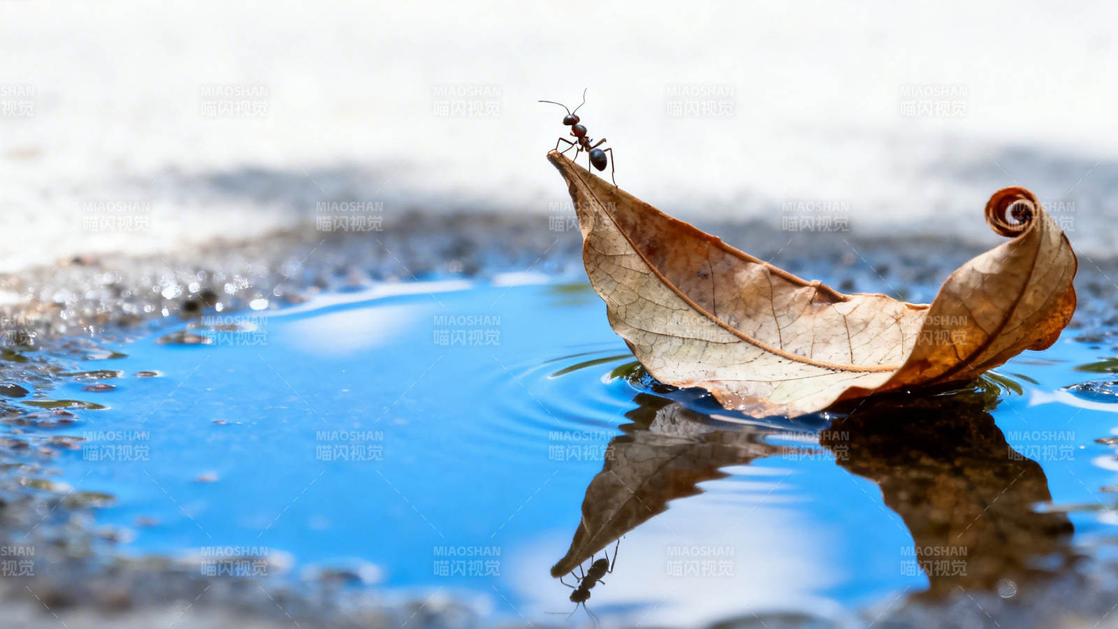蚂蚁乘叶渡水图片