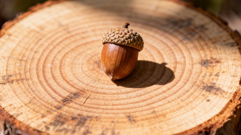 树桩上的橡果图片