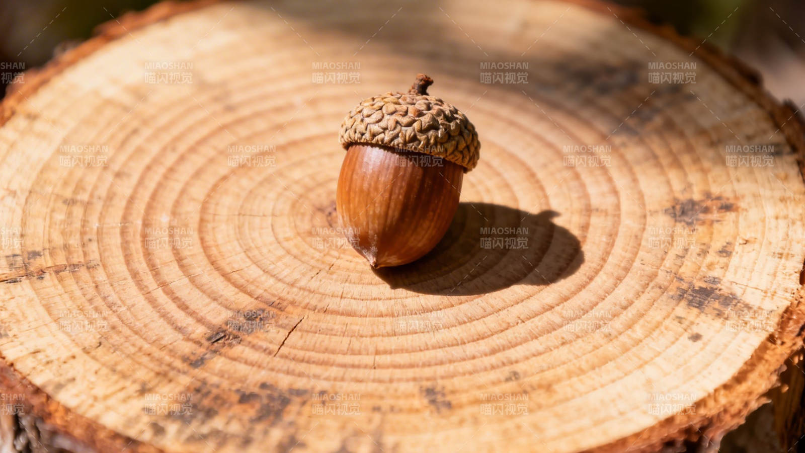 树桩上的橡果图片
