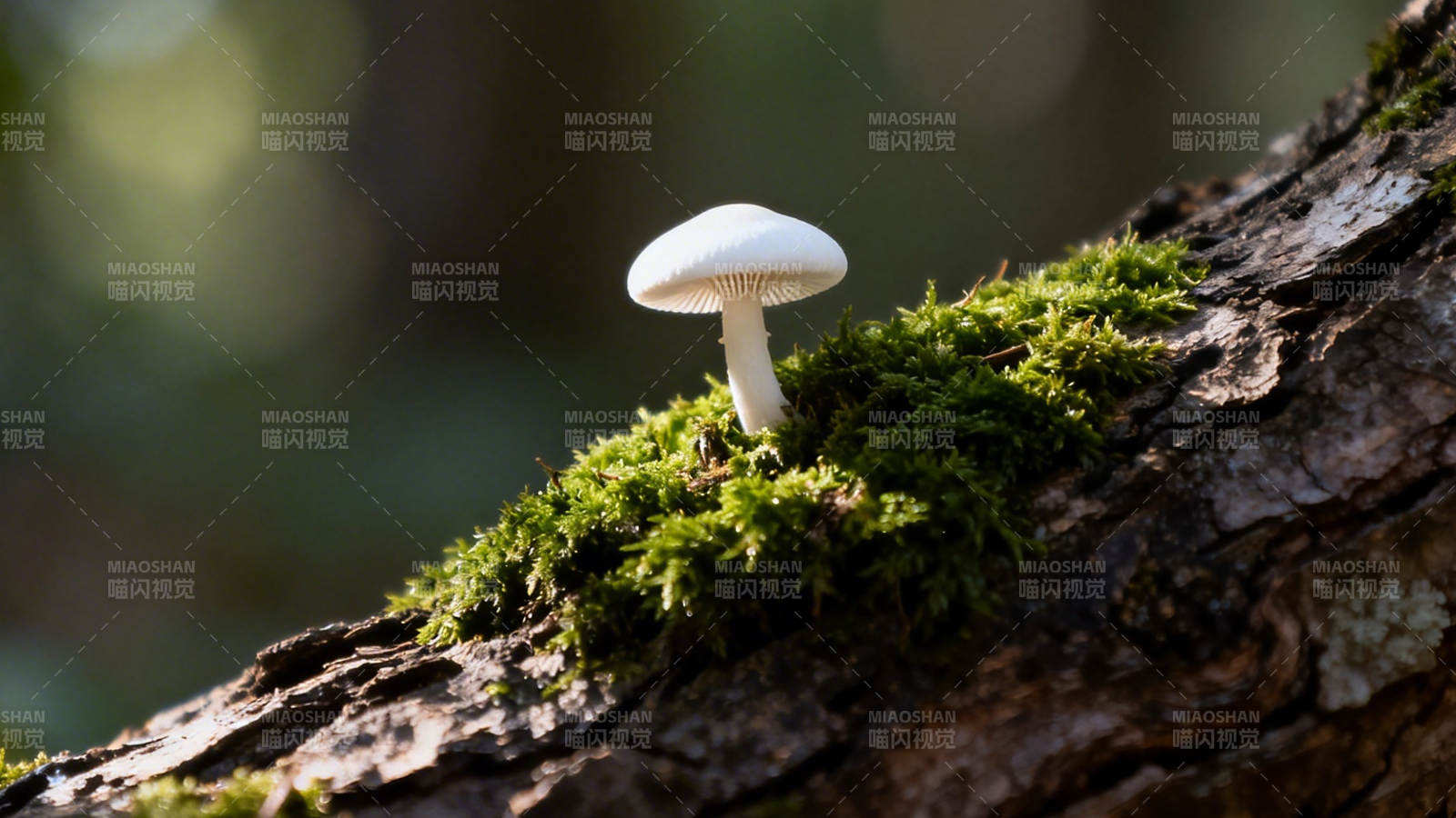 苔上白菇 静立枯木间图片