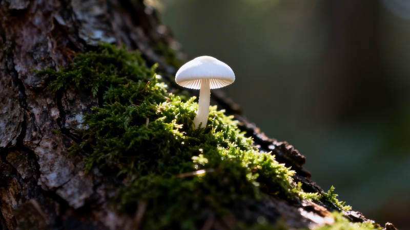 苔上白蘑 林间静美图片