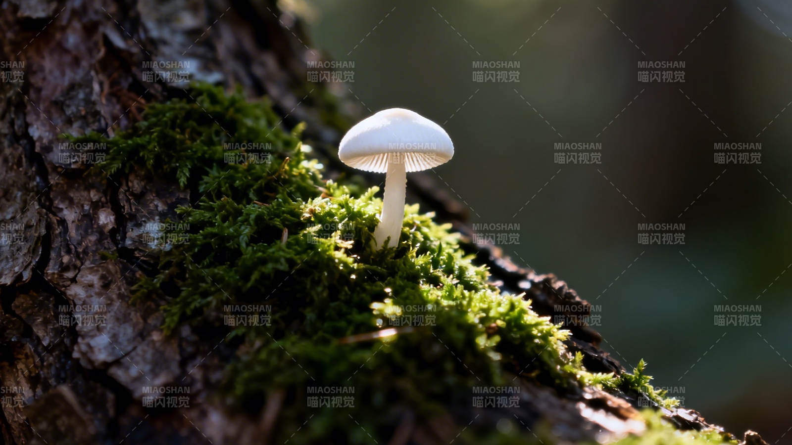 苔上白蘑 林间静美图片