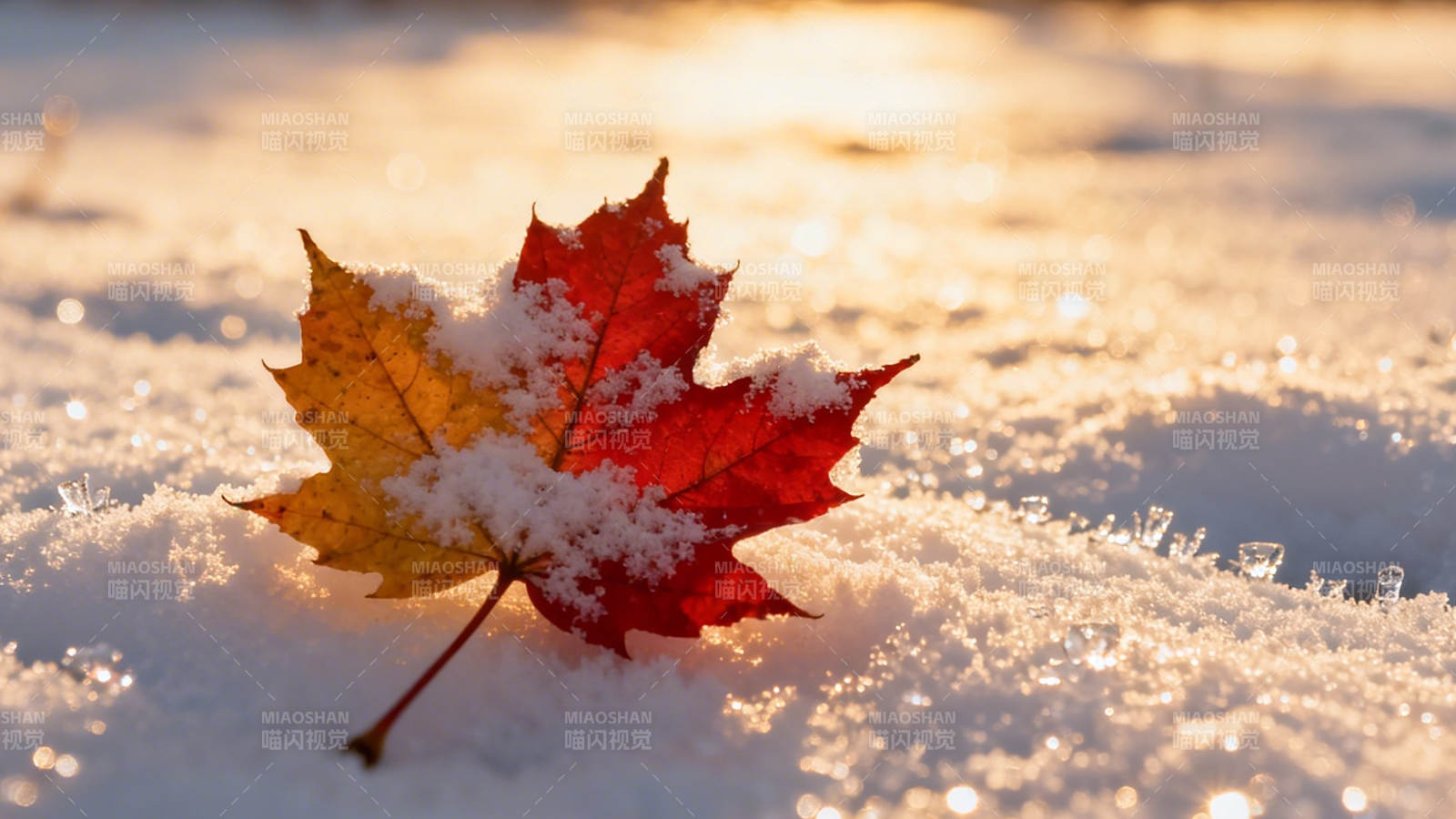 雪覆红枫 冬日暖阳图片