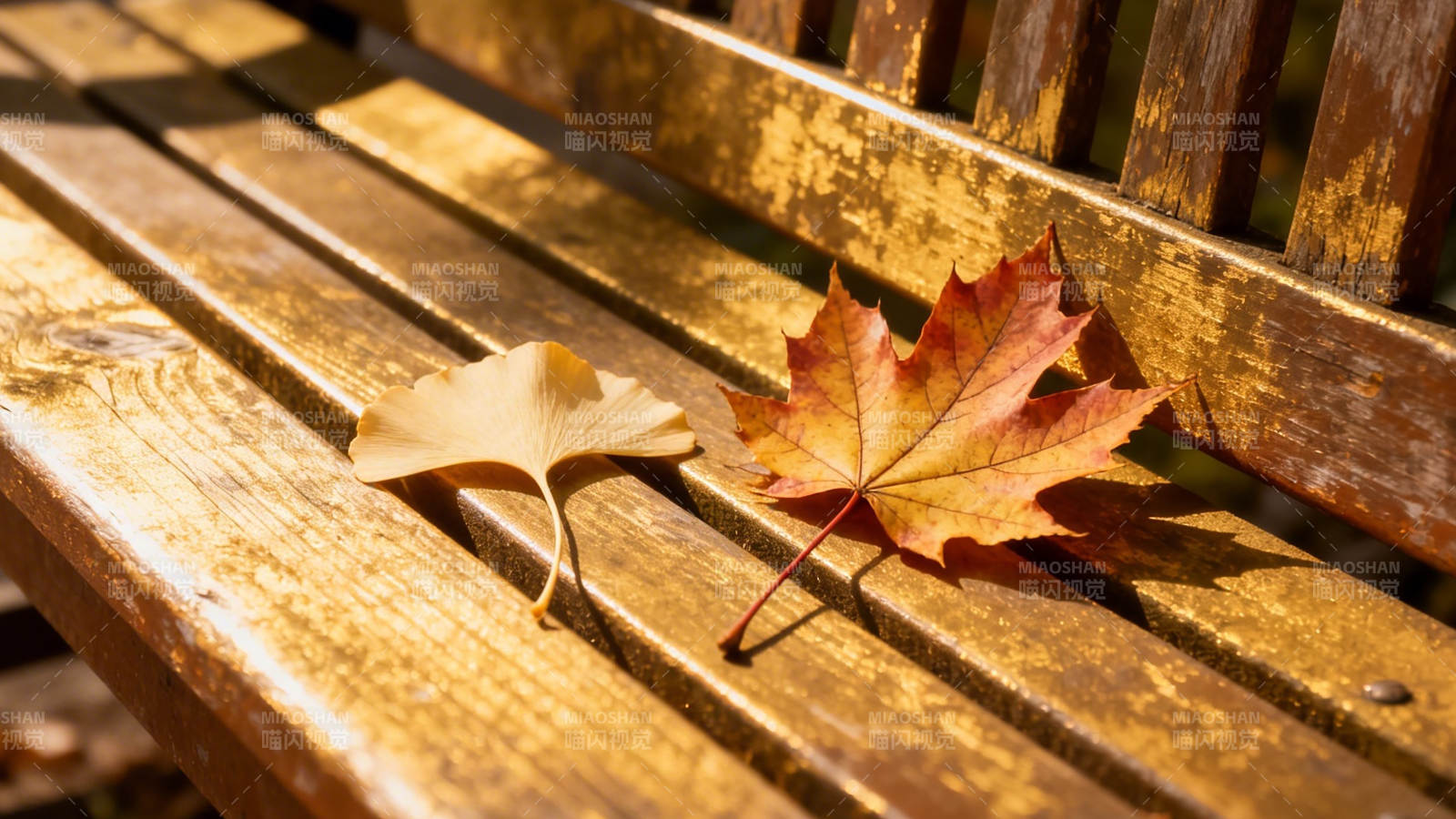 秋叶静卧木长椅图片