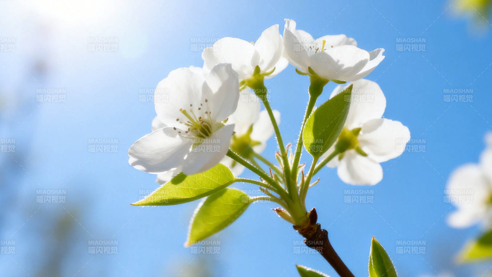 春日白花映蓝天图片