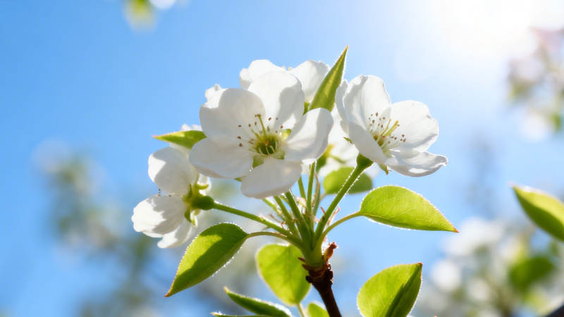 梨花绽放迎春风图片