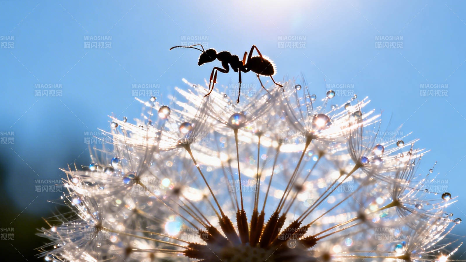 蚁立蒲公英 露珠映蓝天图片