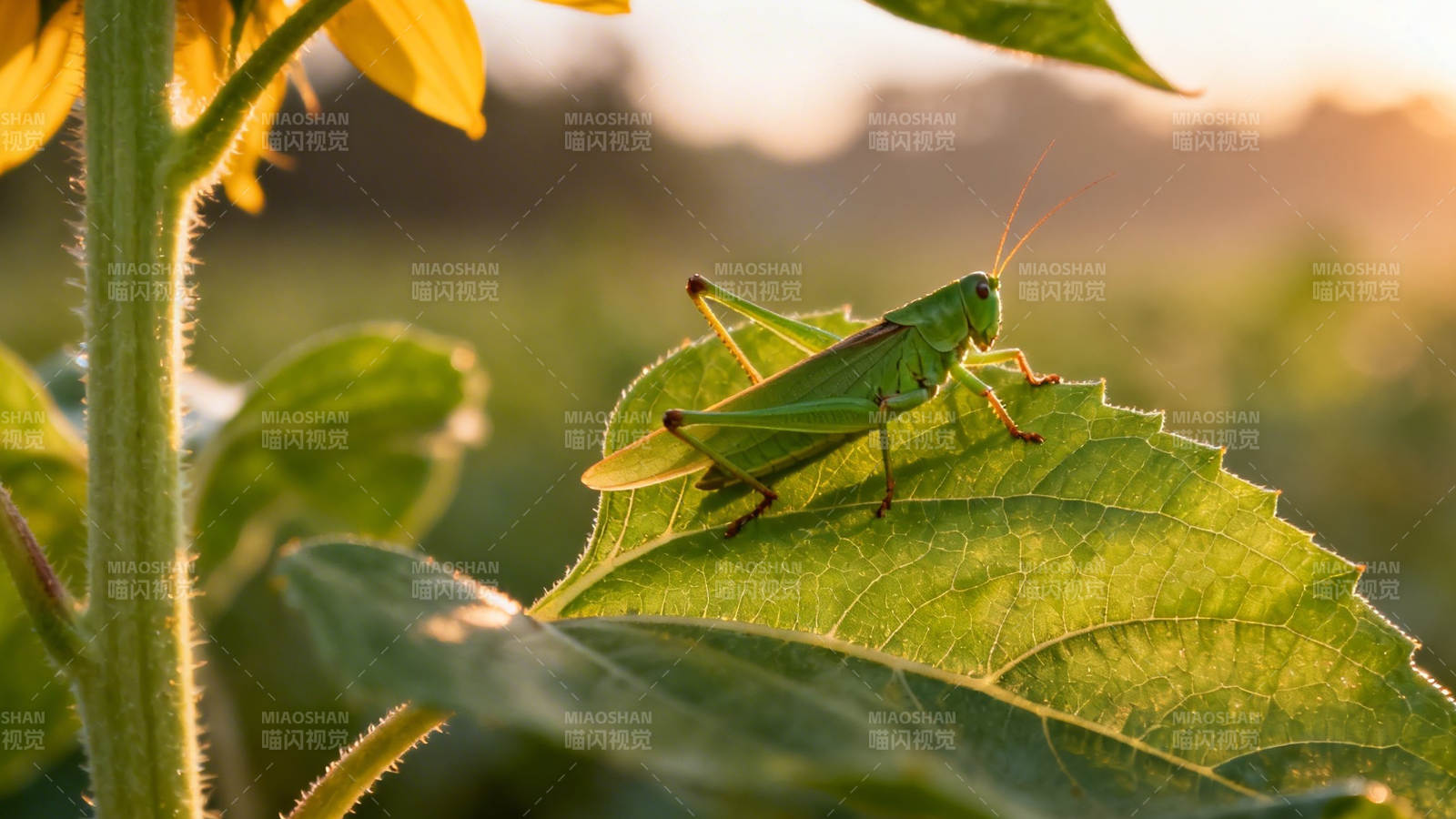 绿叶上的蚱蜢图片