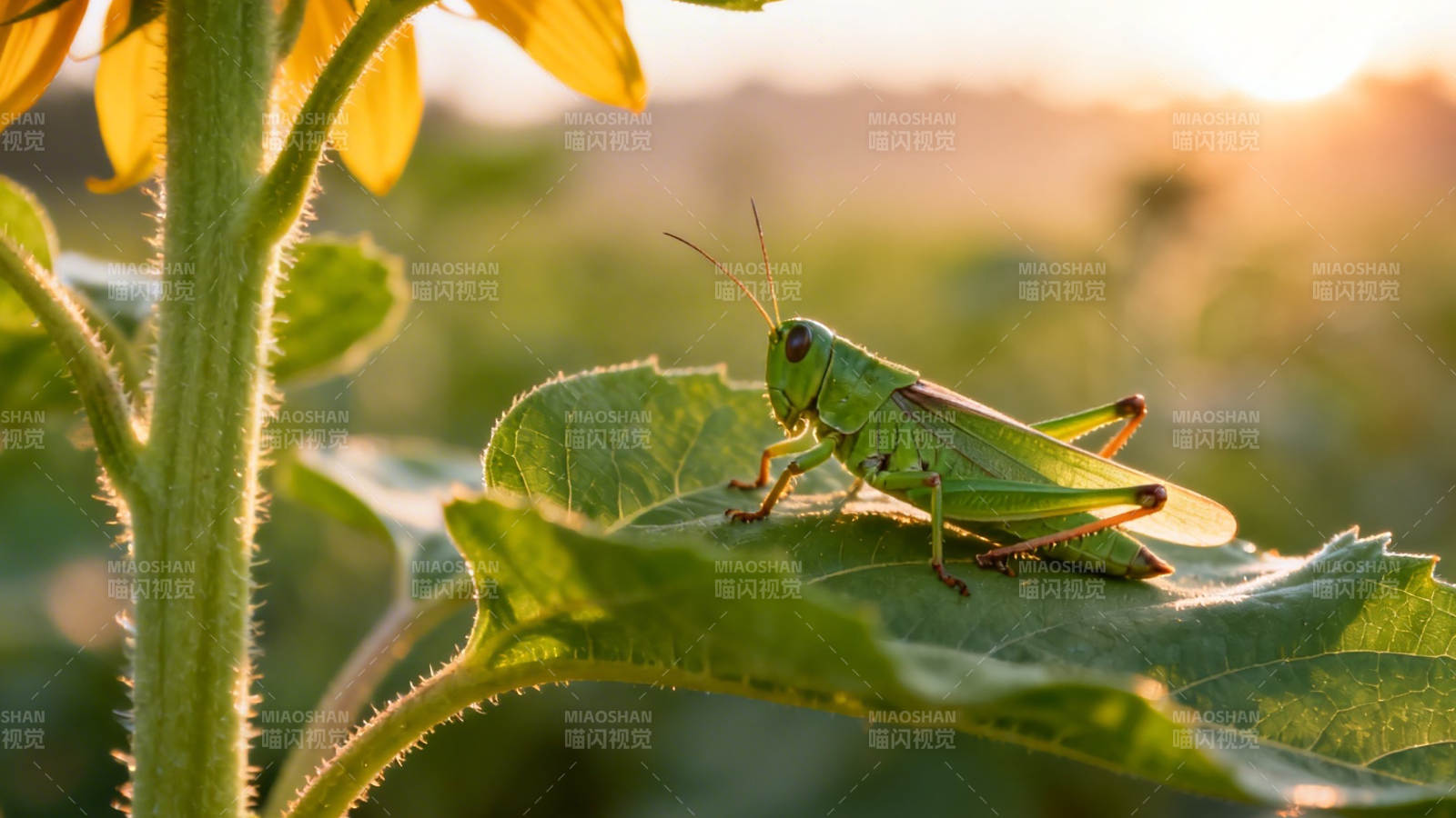 夕阳下 绿蚱蜢栖向日葵叶图片