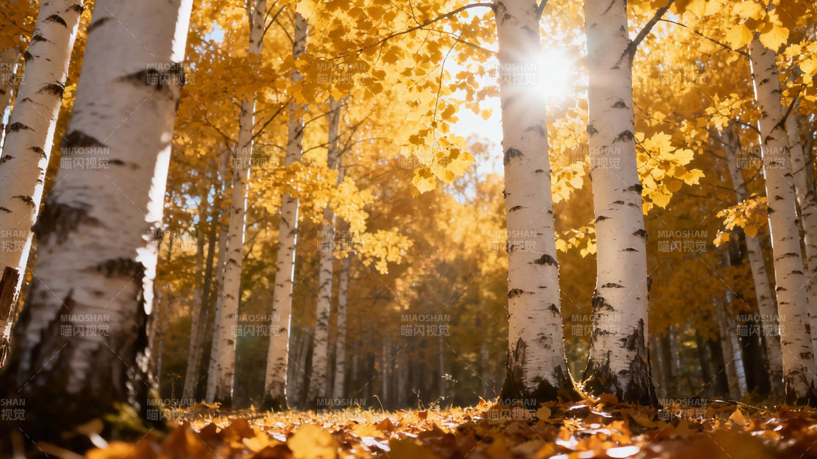 秋日白桦林 金叶映暖阳图片