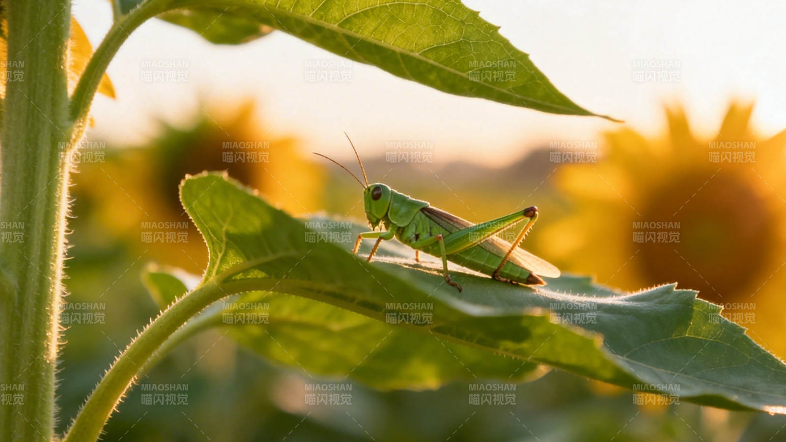 绿叶上的蚱蜢 夕阳暖光中图片