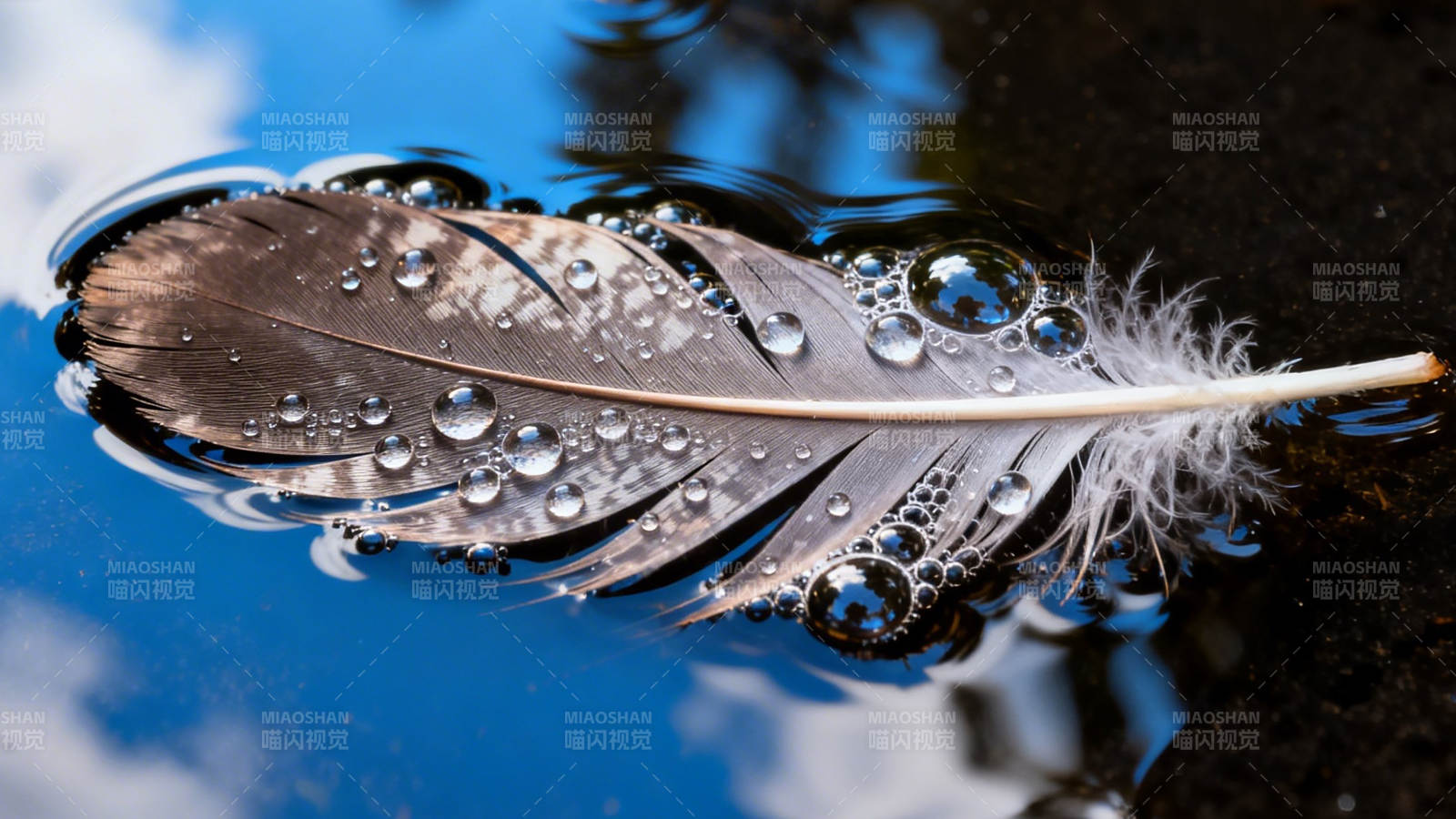 羽落水面 珠光映蓝图片