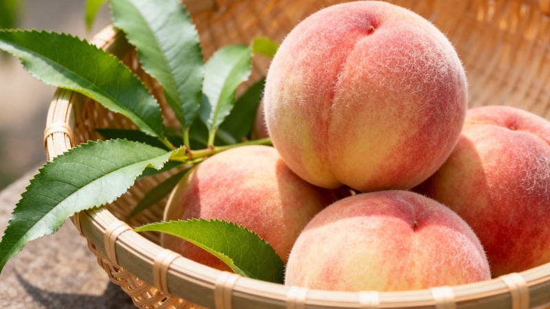 鲜桃入篮 绿叶相伴图片