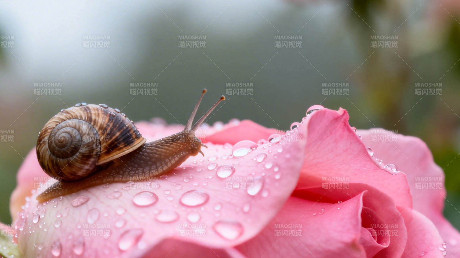 蜗牛栖粉玫瑰 露珠晶莹伴图片