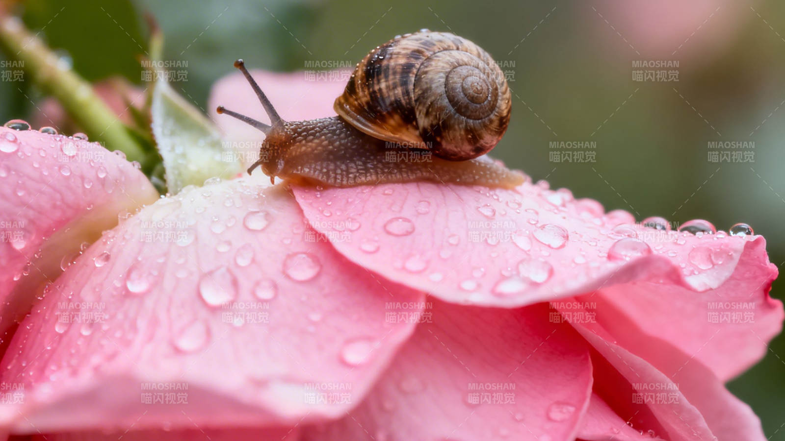 蜗牛爬粉玫瑰 露珠晶莹图片