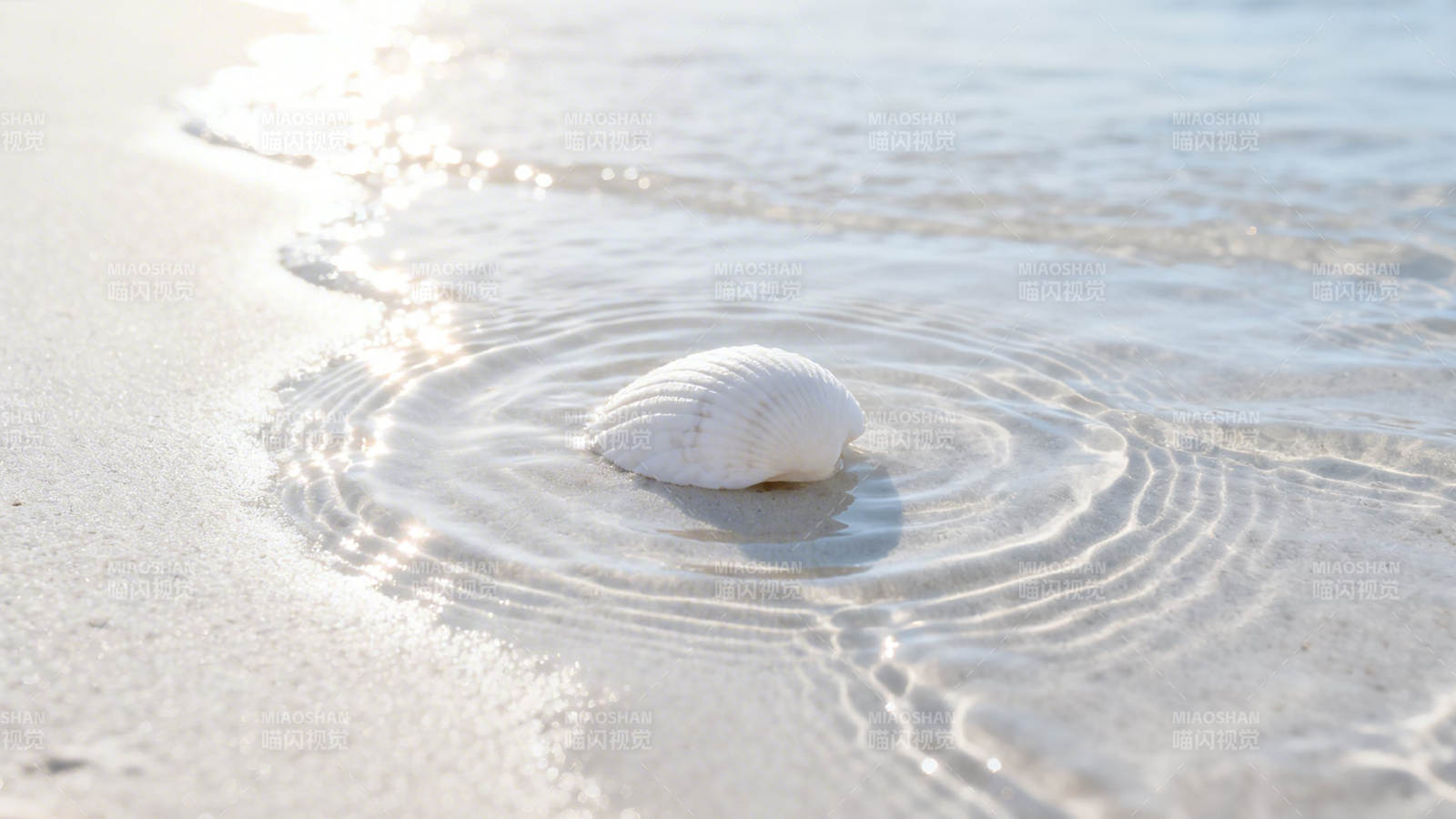 海浪轻抚白贝壳图片