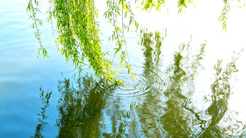 柳枝拂水 涟漪轻漾图片