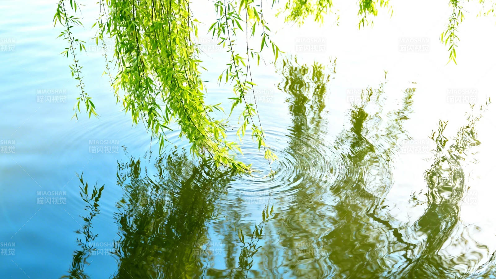 柳枝拂水 涟漪轻漾图片