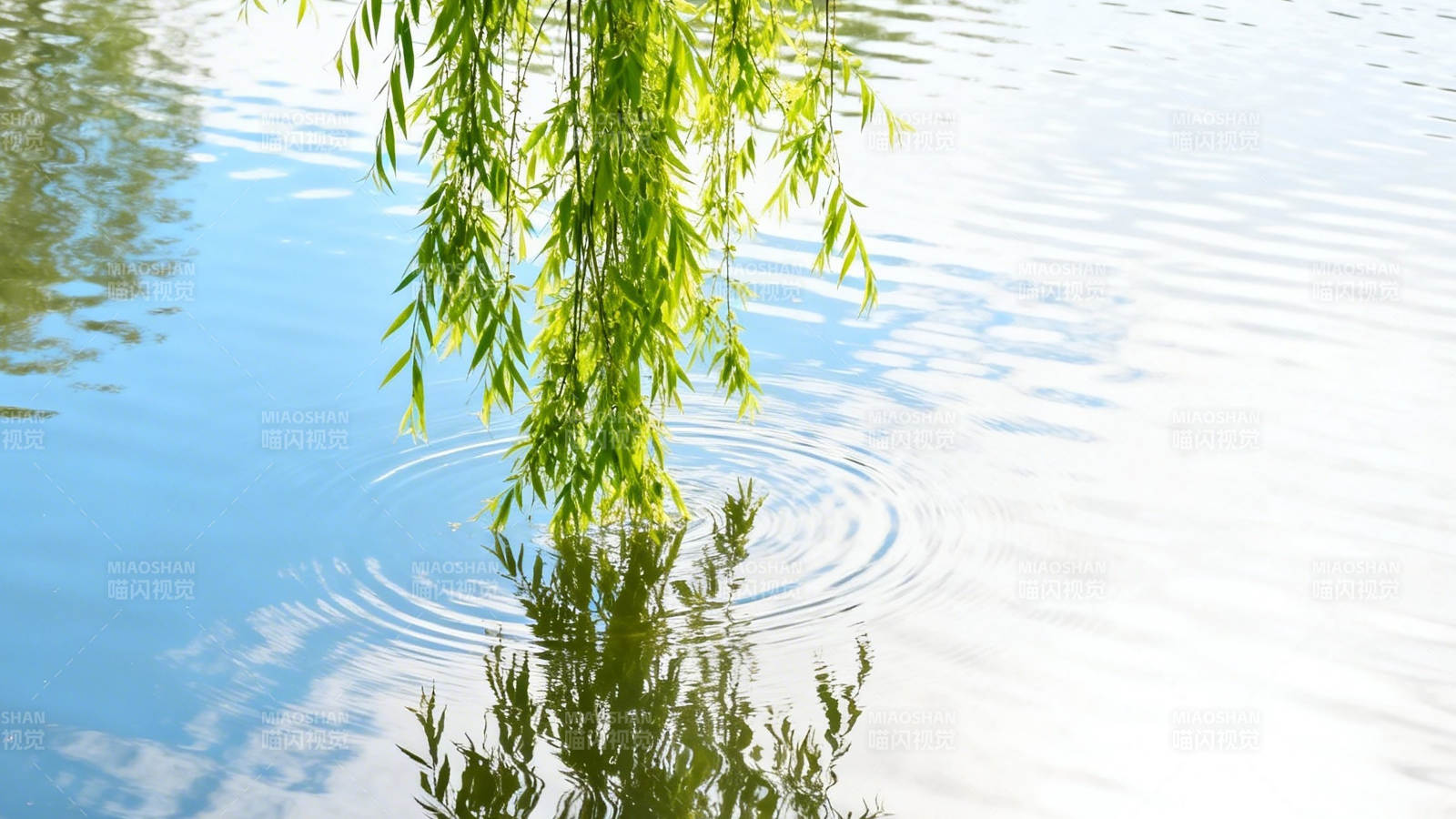 柳枝轻拂水面 涟漪荡漾图片