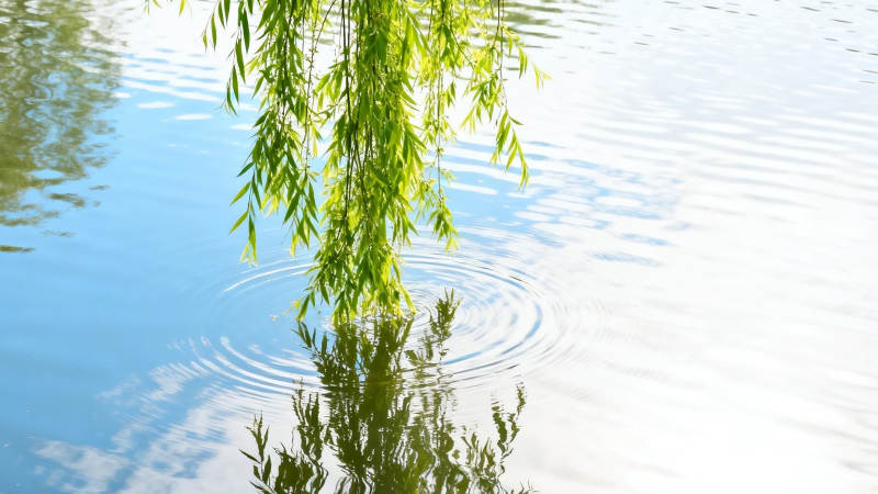 柳枝轻拂水面 涟漪荡漾图片