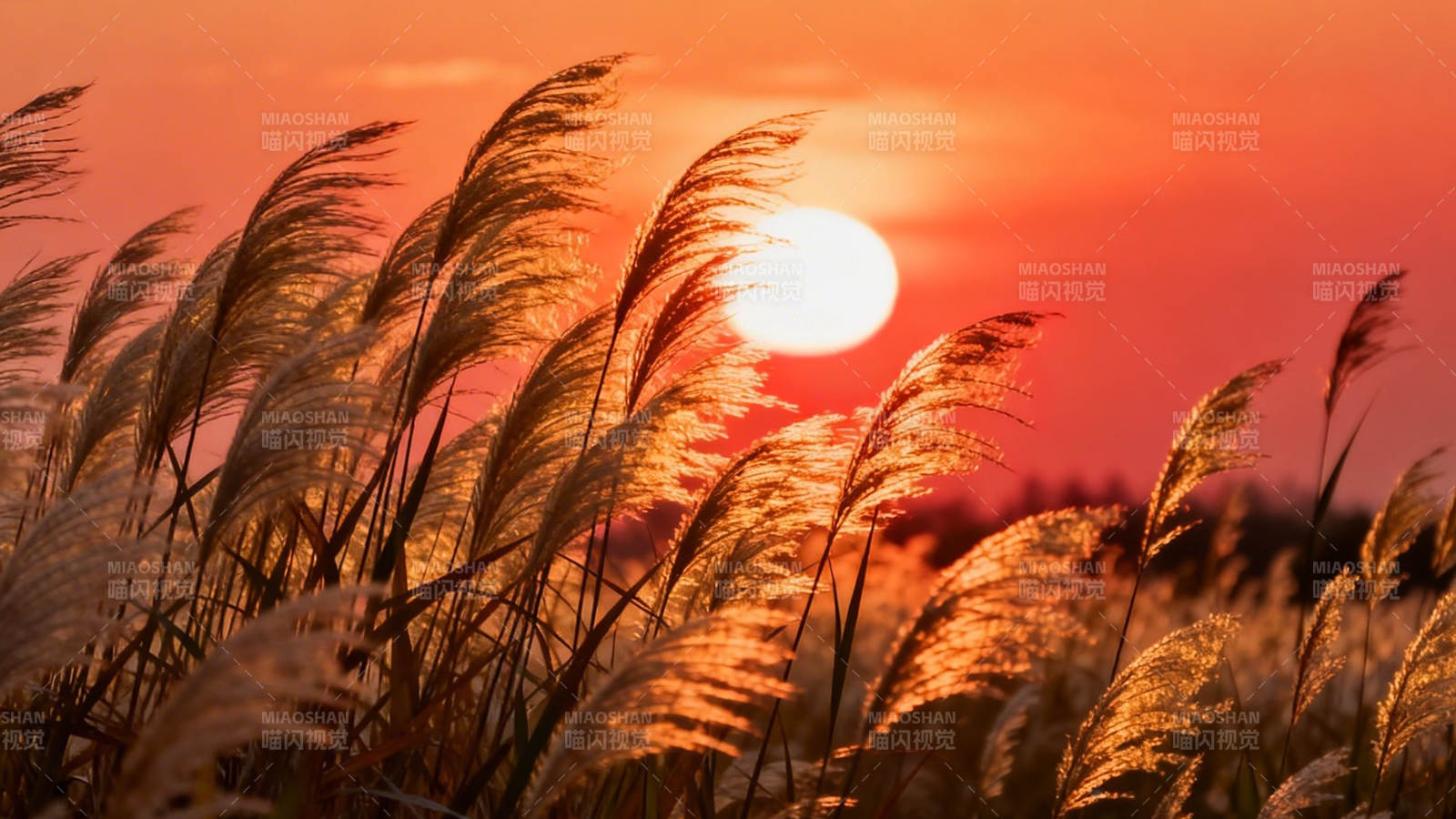 夕阳芦苇荡 金辉染天际图片