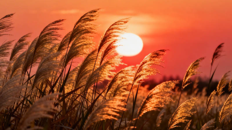 夕阳芦苇荡 金辉染天际图片