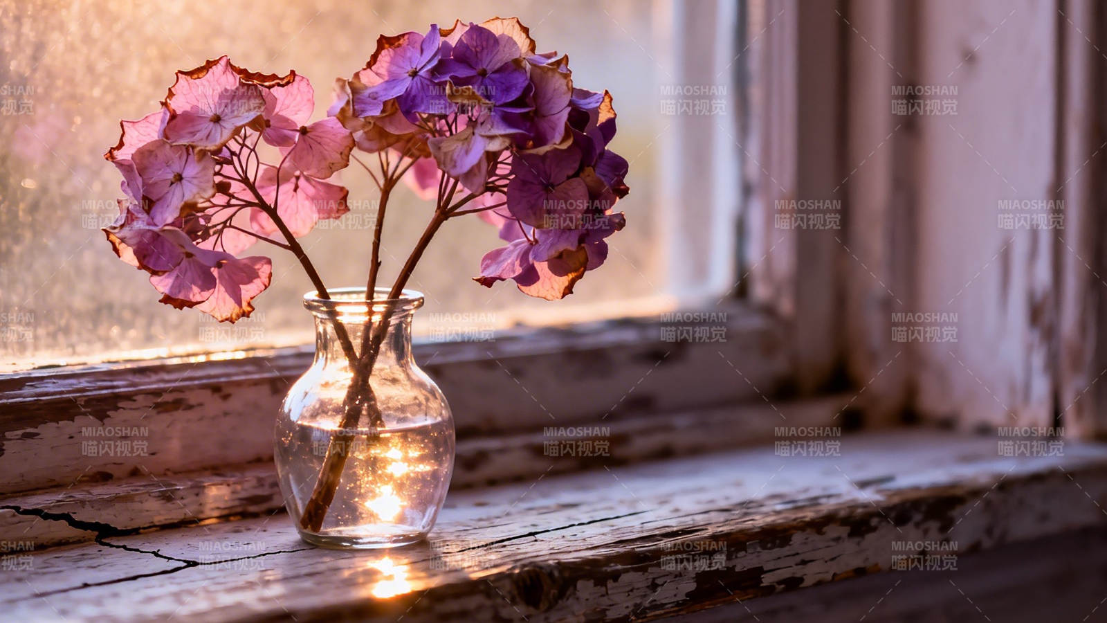 窗台紫花 暖阳静好图片