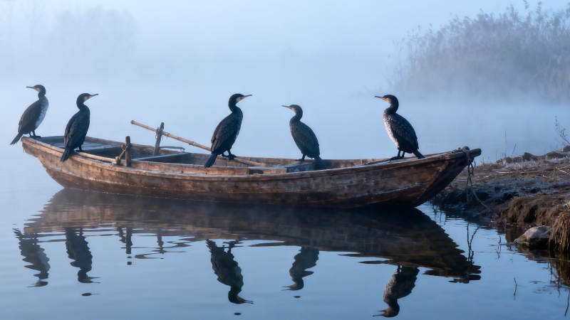 雾中鸬鹚立舟头图片