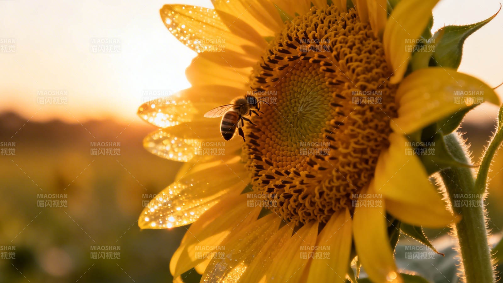 夕阳下蜜蜂采蜜向日葵图片