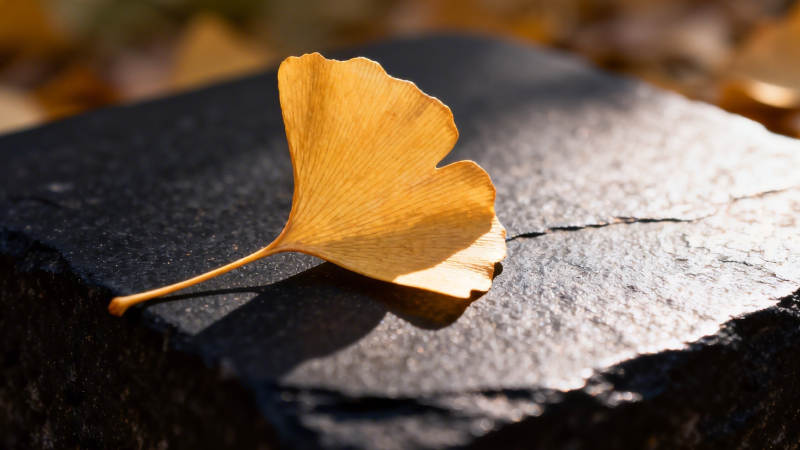 秋叶静卧石上 光影温柔图片