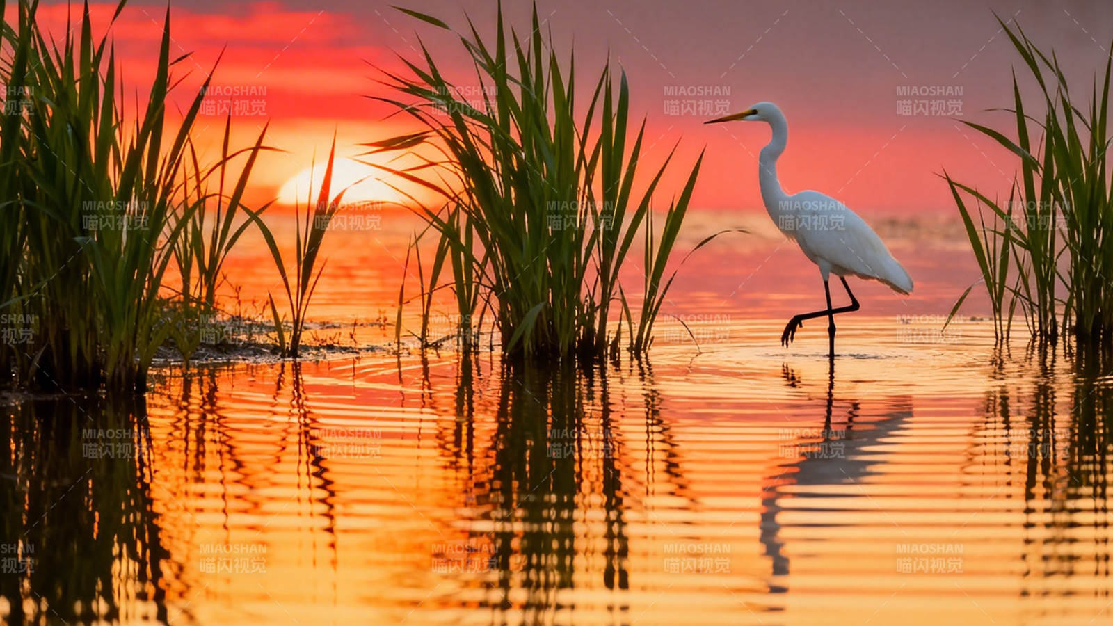 白鹭踏水 夕照如金图片