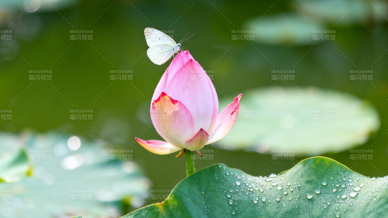 蝶恋粉荷 露润碧叶图片