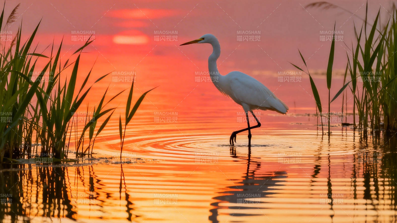 夕阳白鹭立水间图片