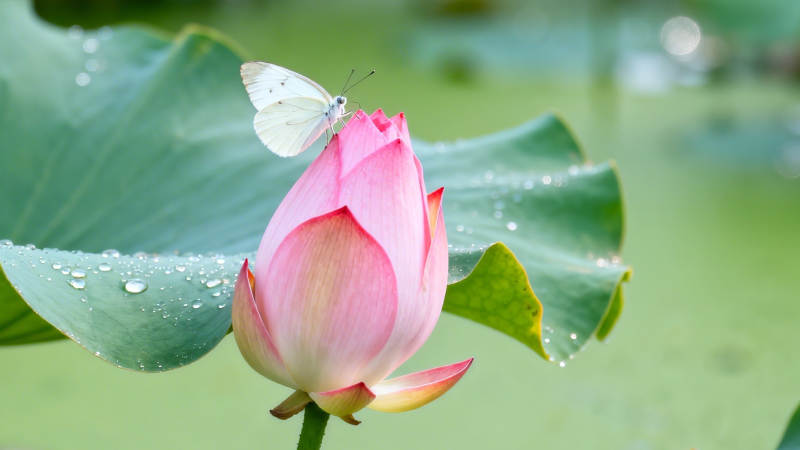 蝶恋粉荷 露润碧叶图片